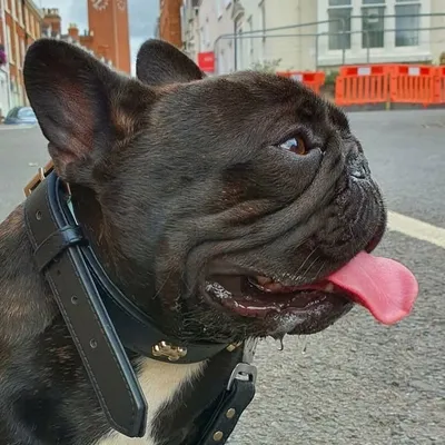 RAREBULLDOGS profile