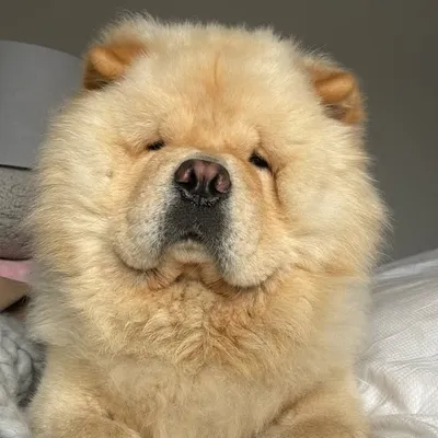 Hugo🐾 profile