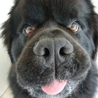 ๐ค A Cute Newfoundland Dog profile