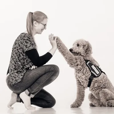 🦮 Hulphond Tynke / Service dog profile