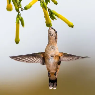 Hummingbirds of Mexico profile
