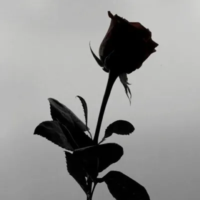 quotes | shayari profile
