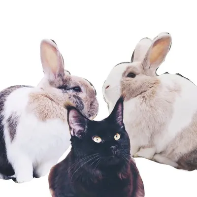 Muffin, Johan & Nemi profile