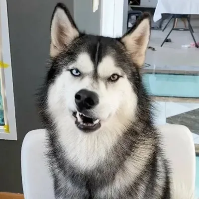 Husky profile