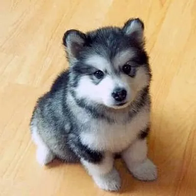Husky profile