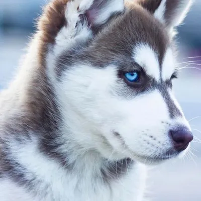 Lovely husky profile