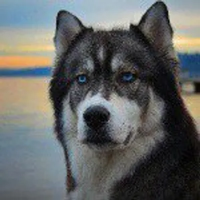 Huskies Only! profile