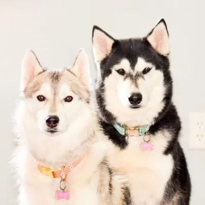 Sadie, Willow & Meeko profile