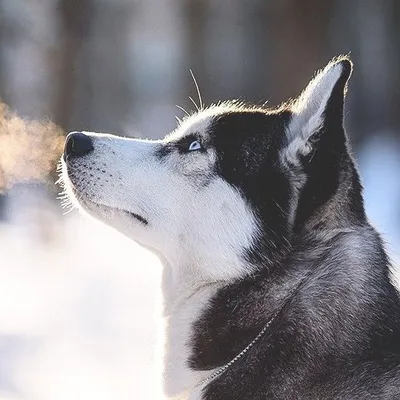 Husky profile