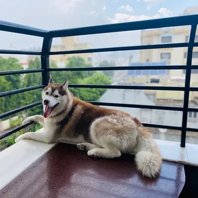 Neo the husky profile