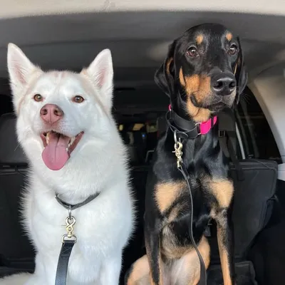 Mochi & Zelda ๐ถ ๐ถ profile