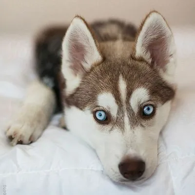 Husky & Husky profile