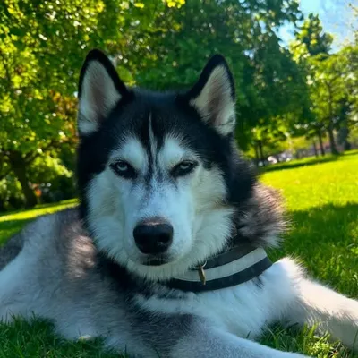 Anuko profile