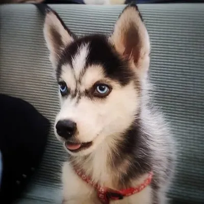 Husky Cuddle profile