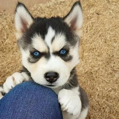 Husky Epic profile