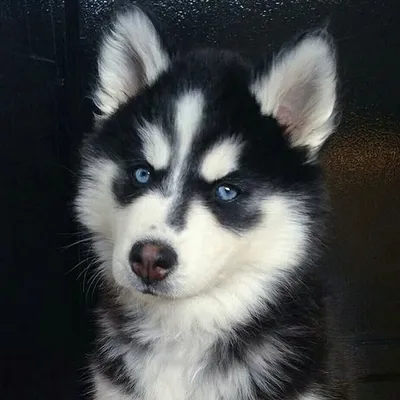 Husky World profile