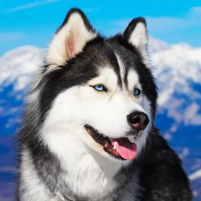 HuskyHusky ๐จ๐ฆ profile