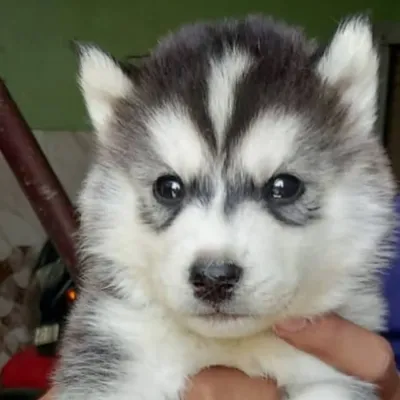 huskies in Delhi profile