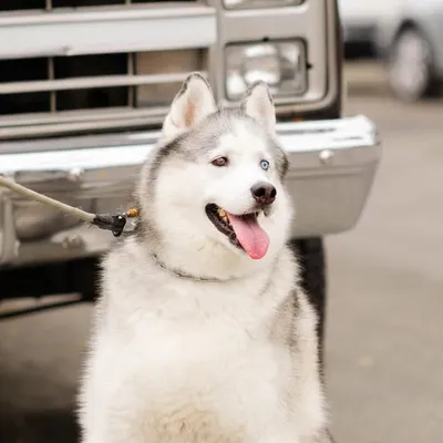 Jaxx profile