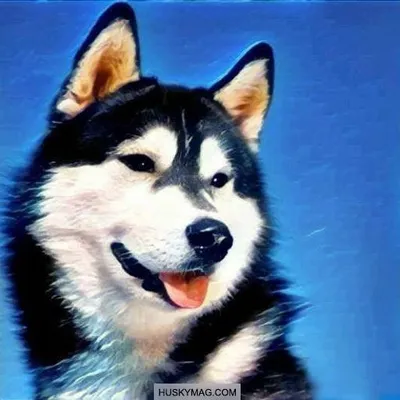 Huskymag profile