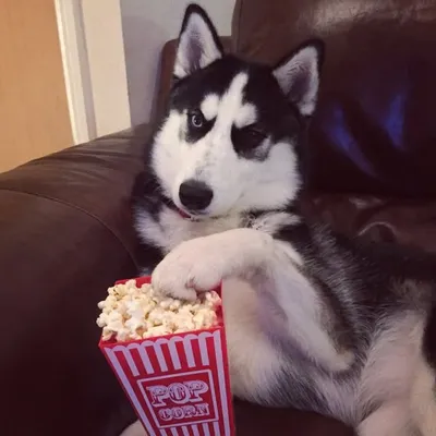 HuskyMayaUK profile