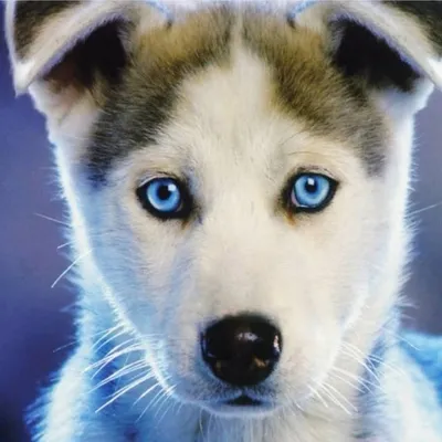 Dogs - Husky profile
