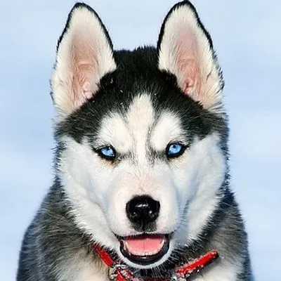 Husky Pictures profile