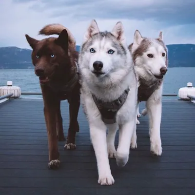 Husky Squad profile