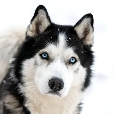 Husky community profile