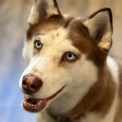 Siberian Husky profile
