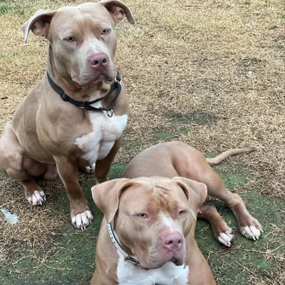 Hype Bully profile
