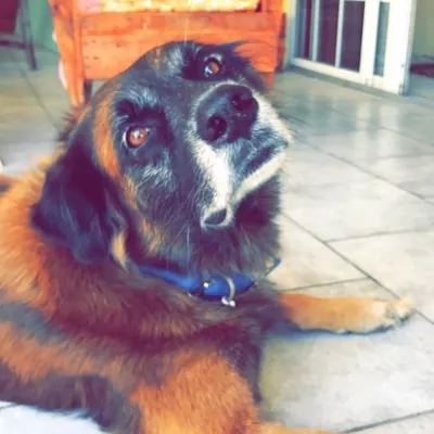 Hyper ๐ถ profile