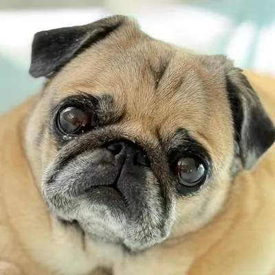 Pugzou ๐ถ profile