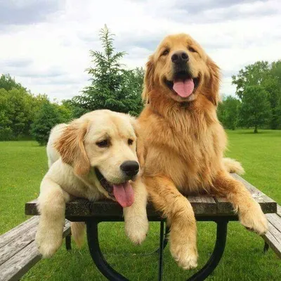 I Love Golden Retriever profile