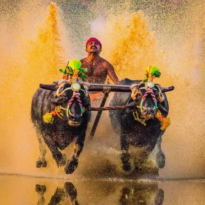 Kambala Fanzz Club Barkur - Yedthady profile