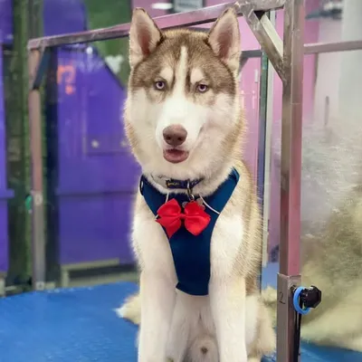Max profile