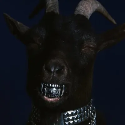 SON OF A WOLF profile