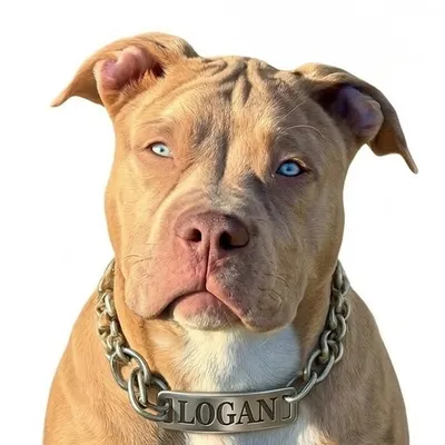 XXL Luxor Bullys Wolverine | LOGAN profile