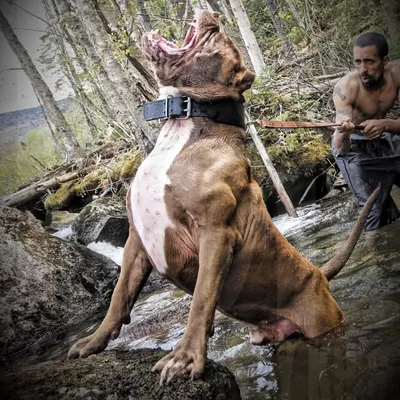 The Hulk Of Ddkline profile