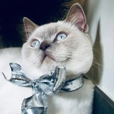 Arthur the Cat profile