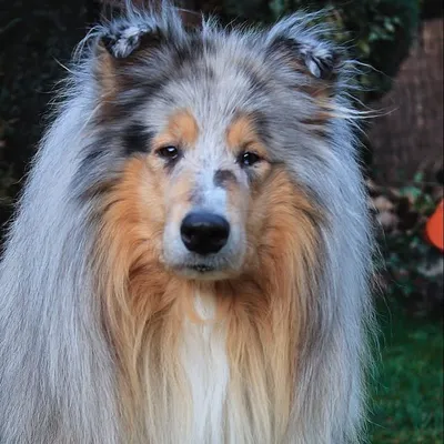 blue the collieš profile
