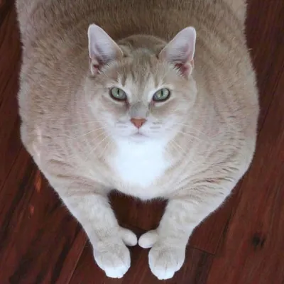 I Am Bronson Cat profile