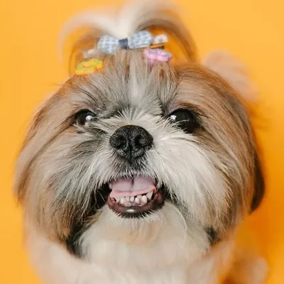 Bunnu aka Rajababu| India’s Travel Dog ✈️|Influencer profile