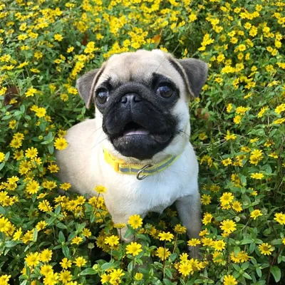 Chichi The Pug.๐ถ profile