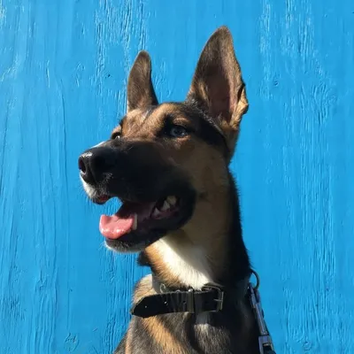 iamLucy profile