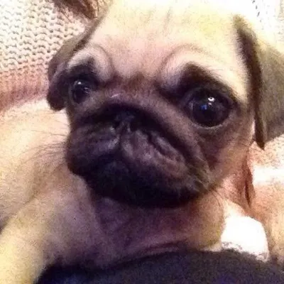 Iammontythepug profile