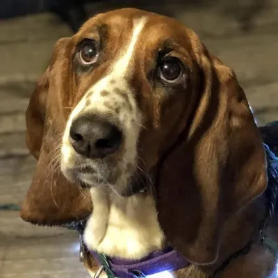Sadie The Basset profile