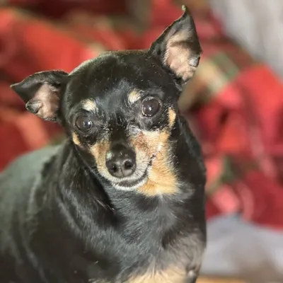 Iggy Aka Little Little profile