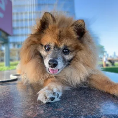Lucky Lakha the Pomeranian profile