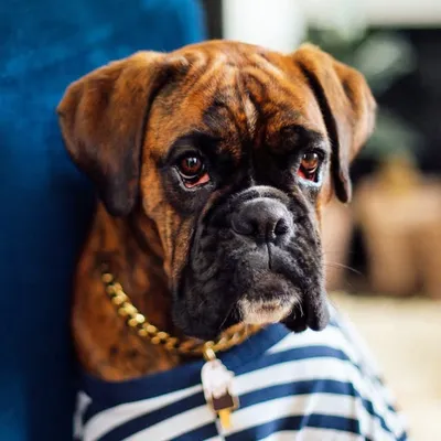 ice | boxer dog in Belgium profile